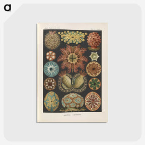 2-2_Ernst-Haeckel_postcard