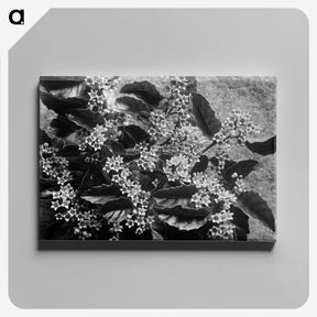 2-2_Frederick-Charles-Brockett_canvas
