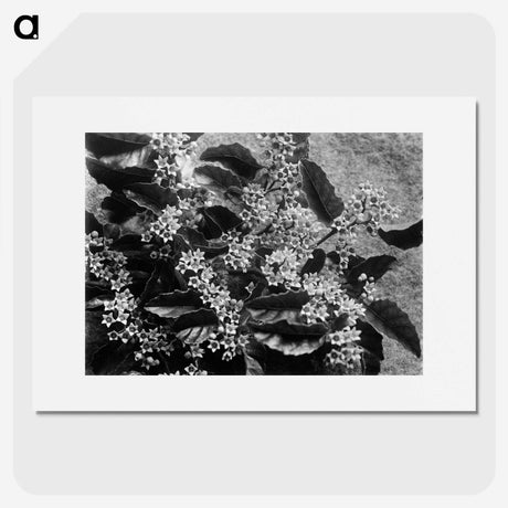 2-2_Frederick-Charles-Brockett_picture