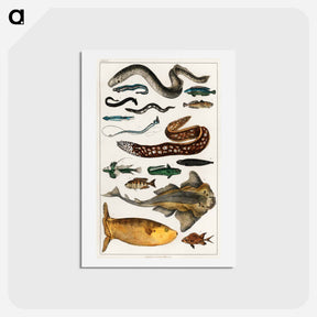 アートポストカード-Fishes from Animated Nature
 - ゴールドスミスの生き生きとした自然 Postcard.