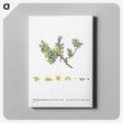 2-2_Histoire-des-Plantes-Grasses_canvas