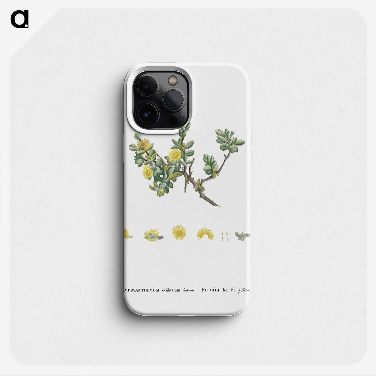 2-2_Histoire-des-Plantes-Grasses_phone
