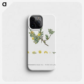 2-2_Histoire-des-Plantes-Grasses_phone