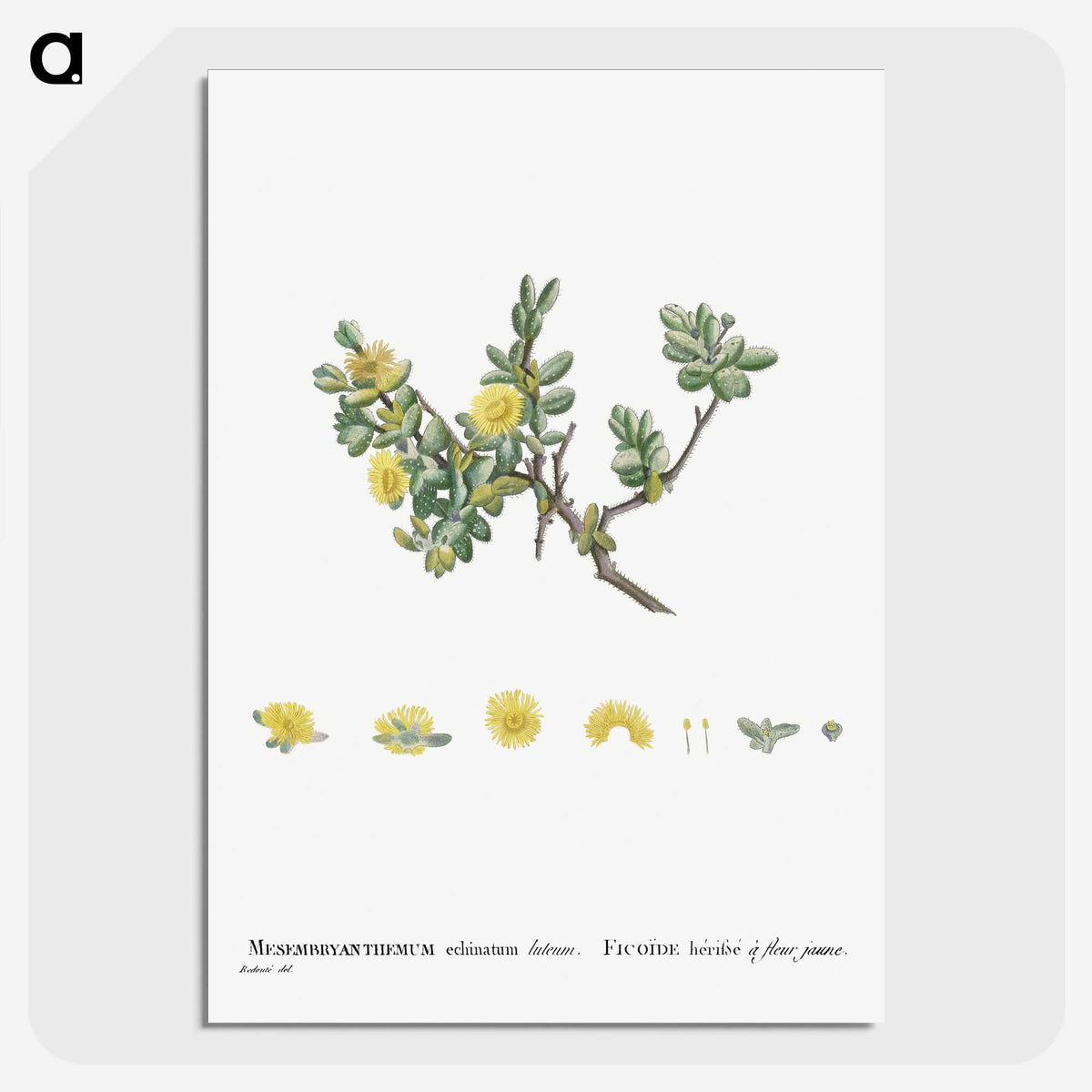 2-2_Histoire-des-Plantes-Grasses_picture-crop