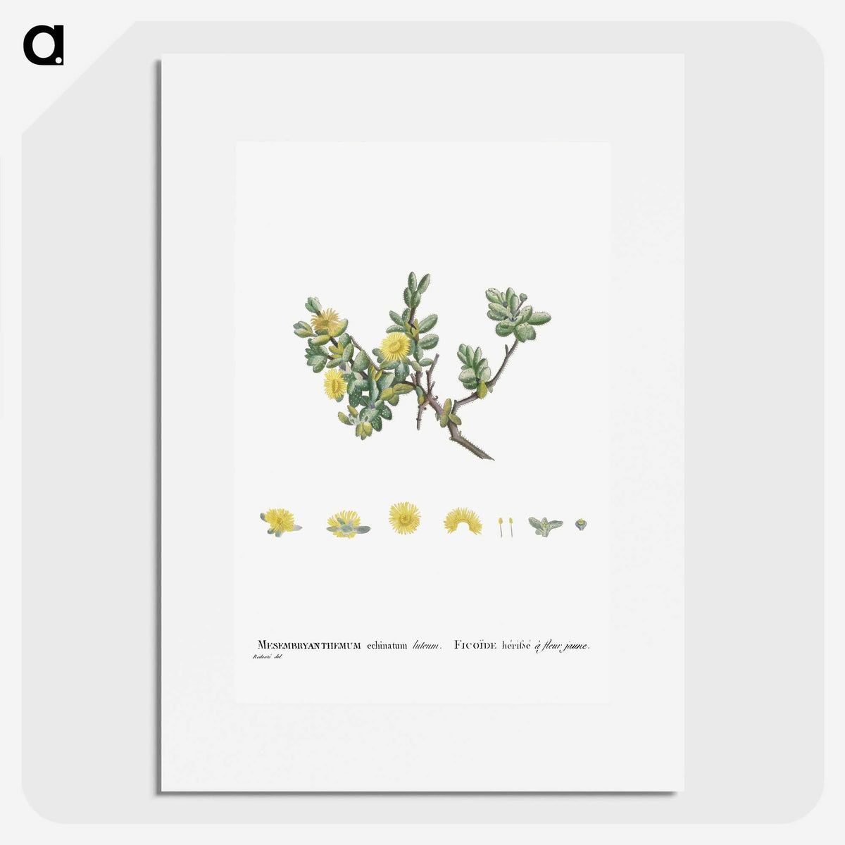 2-2_Histoire-des-Plantes-Grasses_picture