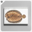 2-2_Ichtyologie-ou-Histoire-naturelle_canvas