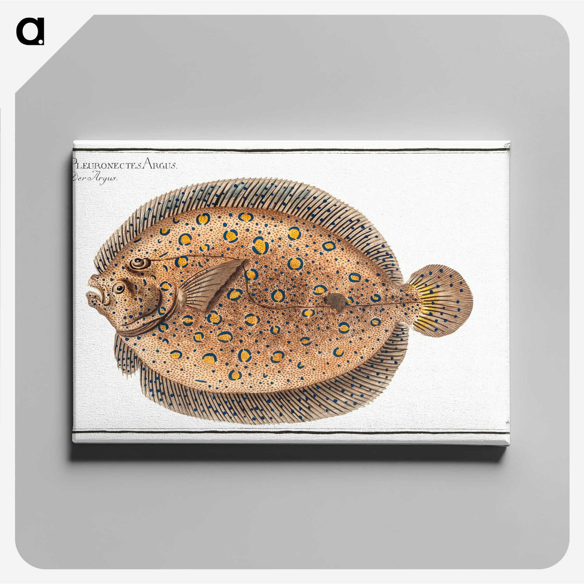 2-2_Ichtyologie-ou-Histoire-naturelle_canvas