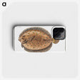 2-2_Ichtyologie-ou-Histoire-naturelle_phone