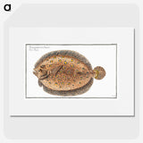 2-2_Ichtyologie-ou-Histoire-naturelle_picture