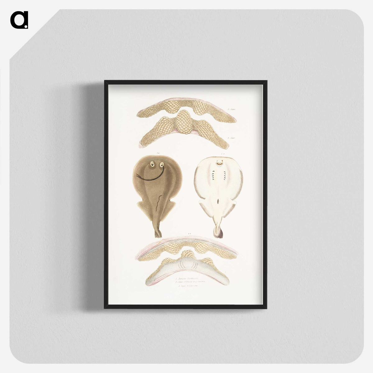 2-2_Indian-Zoology_blk-crop