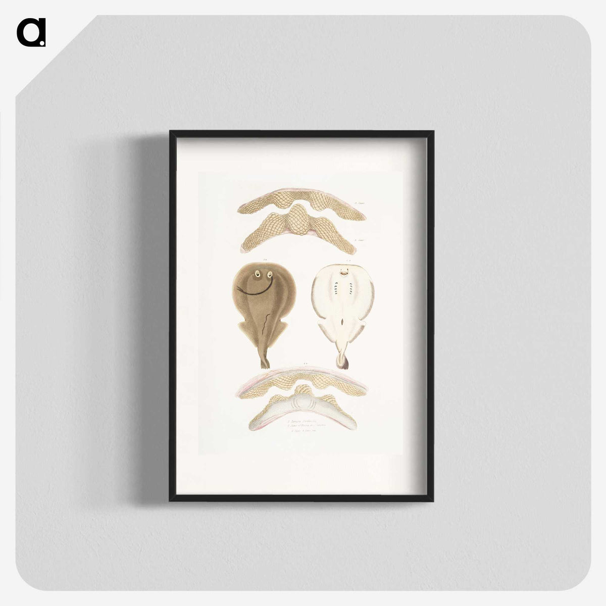 2-2_Indian-Zoology_blk