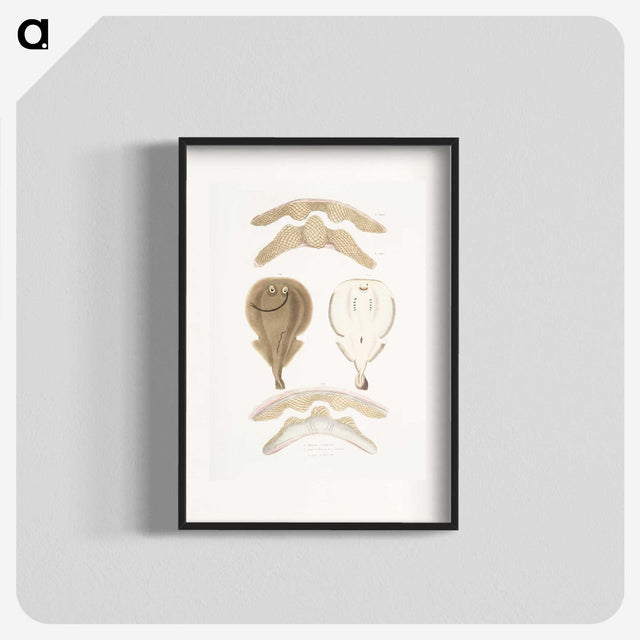 2-2_Indian-Zoology_blk