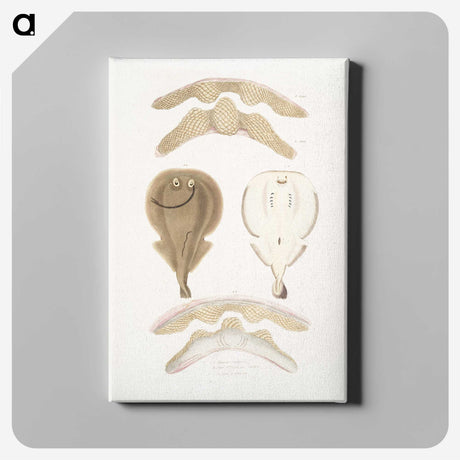 2-2_Indian-Zoology_canvas