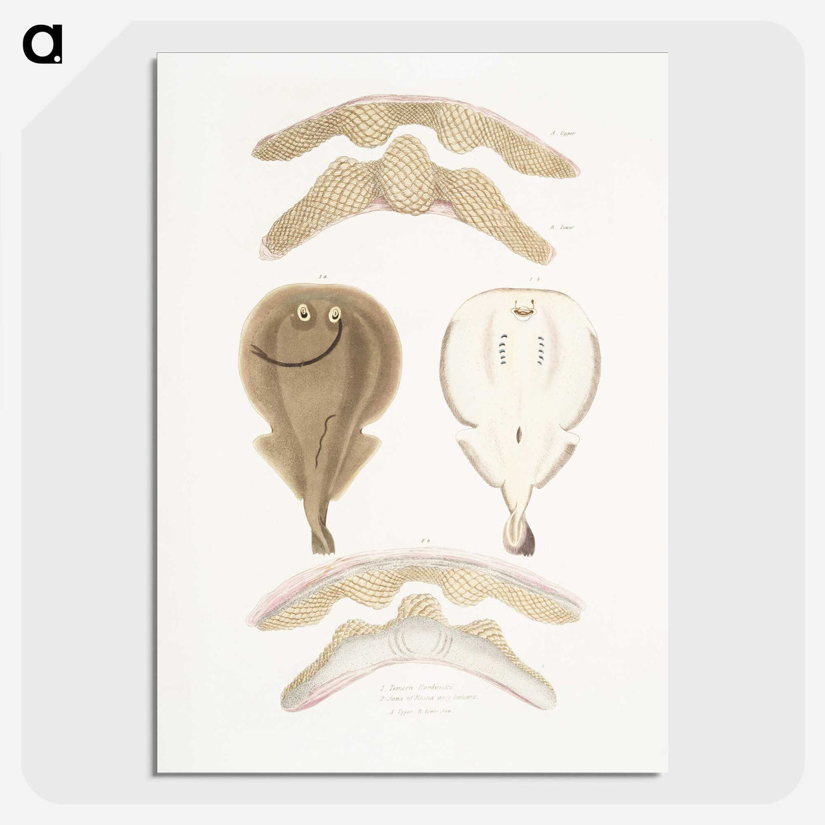 2-2_Indian-Zoology_picture-crop