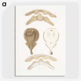2-2_Indian-Zoology_picture-crop