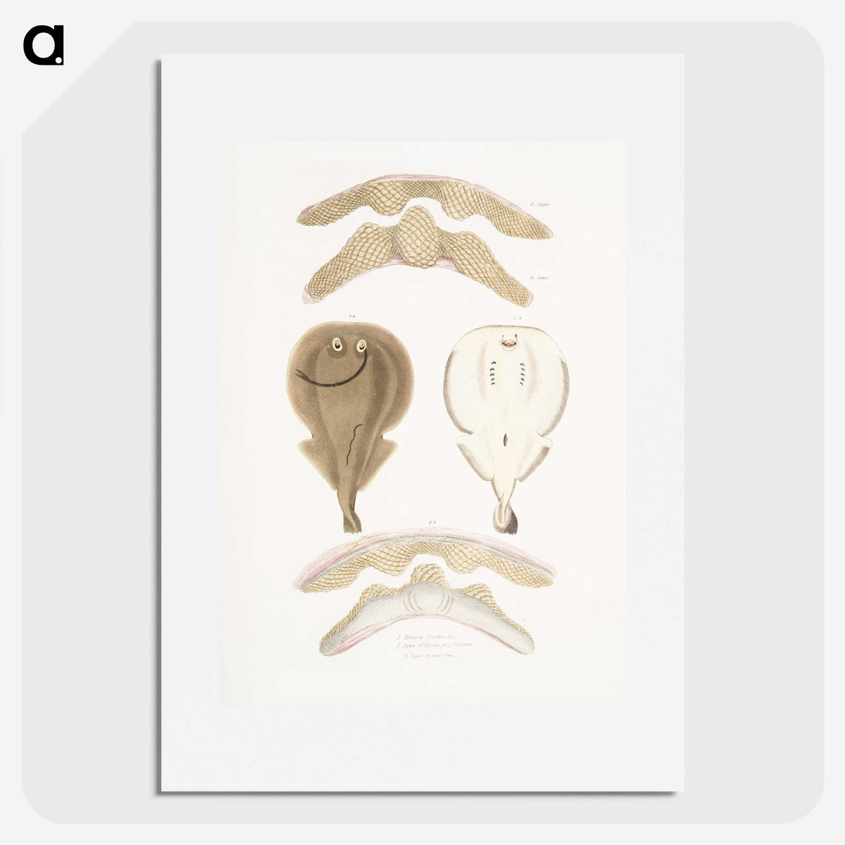 2-2_Indian-Zoology_picture