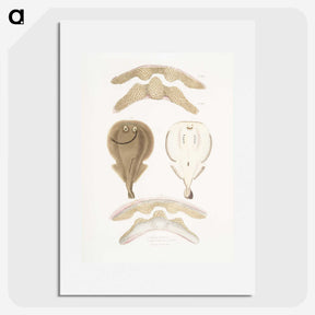 2-2_Indian-Zoology_picture