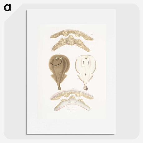 2-2_Indian-Zoology_picture