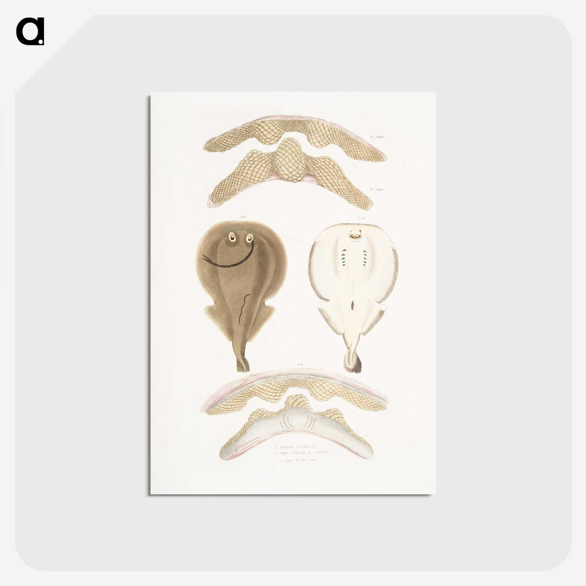 2-2_Indian-Zoology_postcard