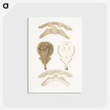 2-2_Indian-Zoology_postcard