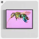 2-2_Insects-Unlocked-Project_blk-crop