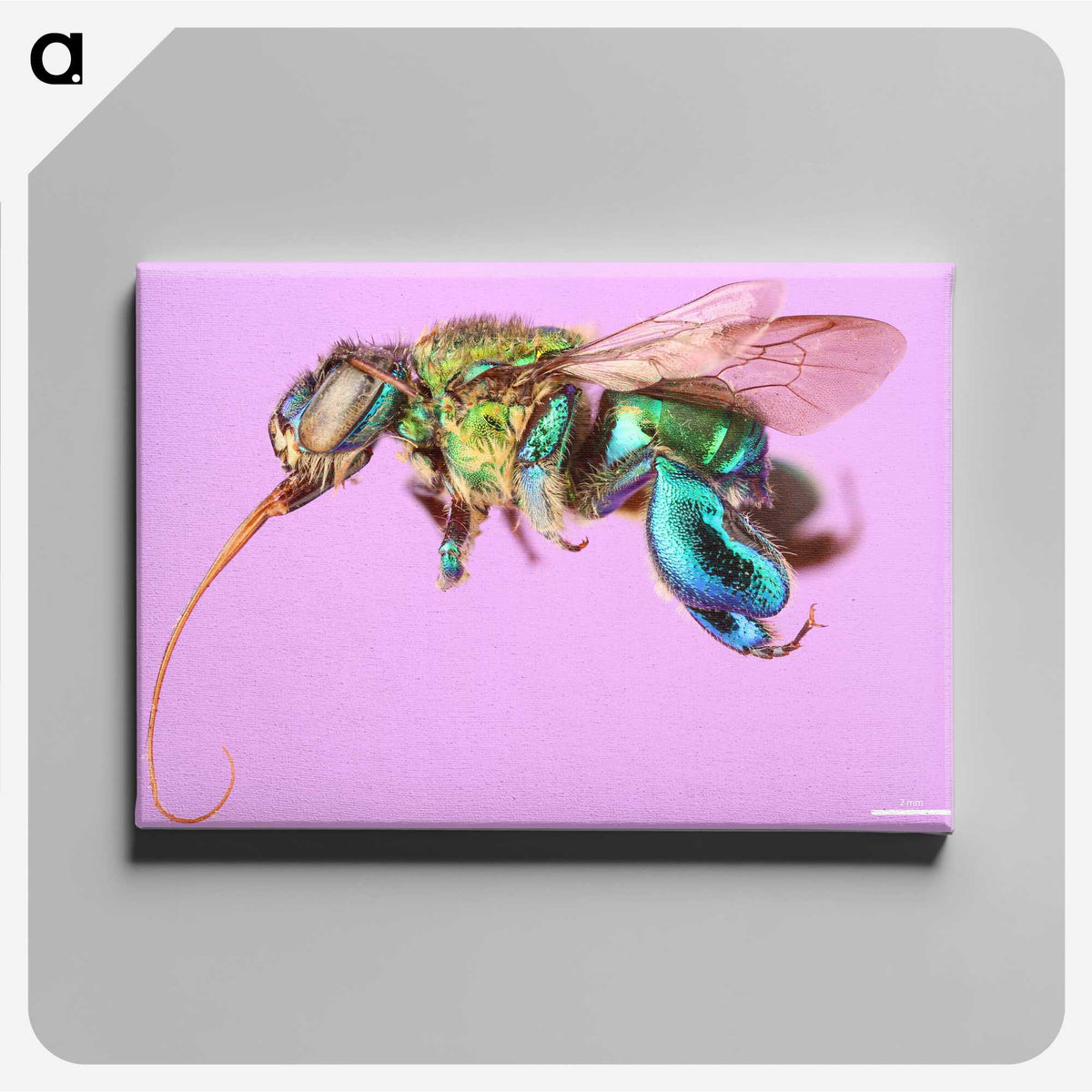 2-2_Insects-Unlocked-Project_canvas