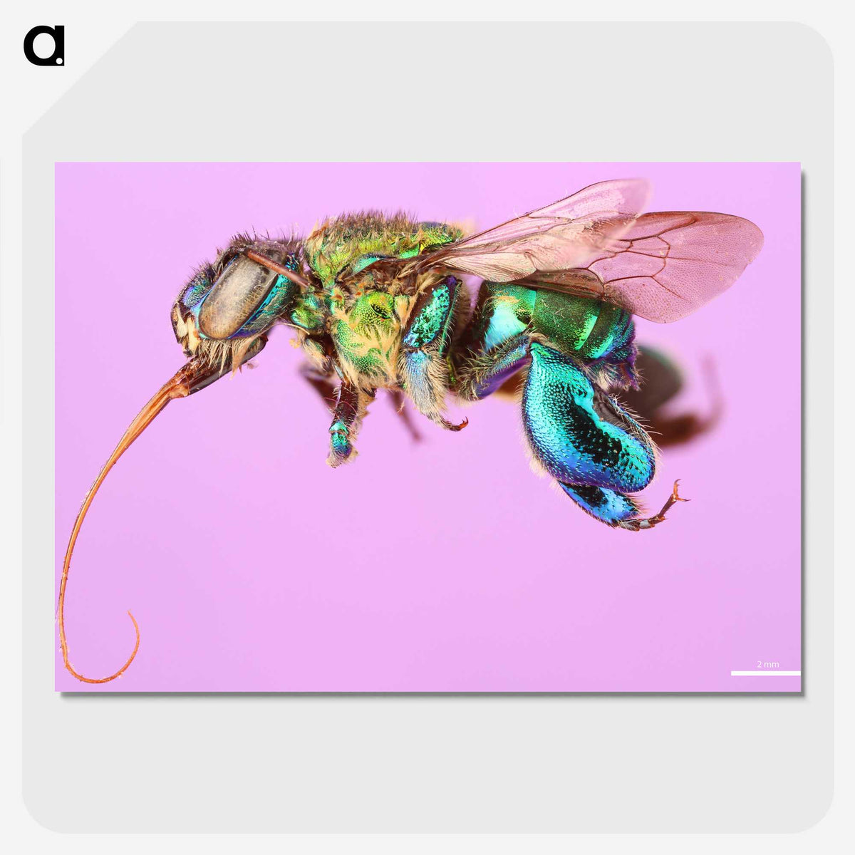 2-2_Insects-Unlocked-Project_picture-crop