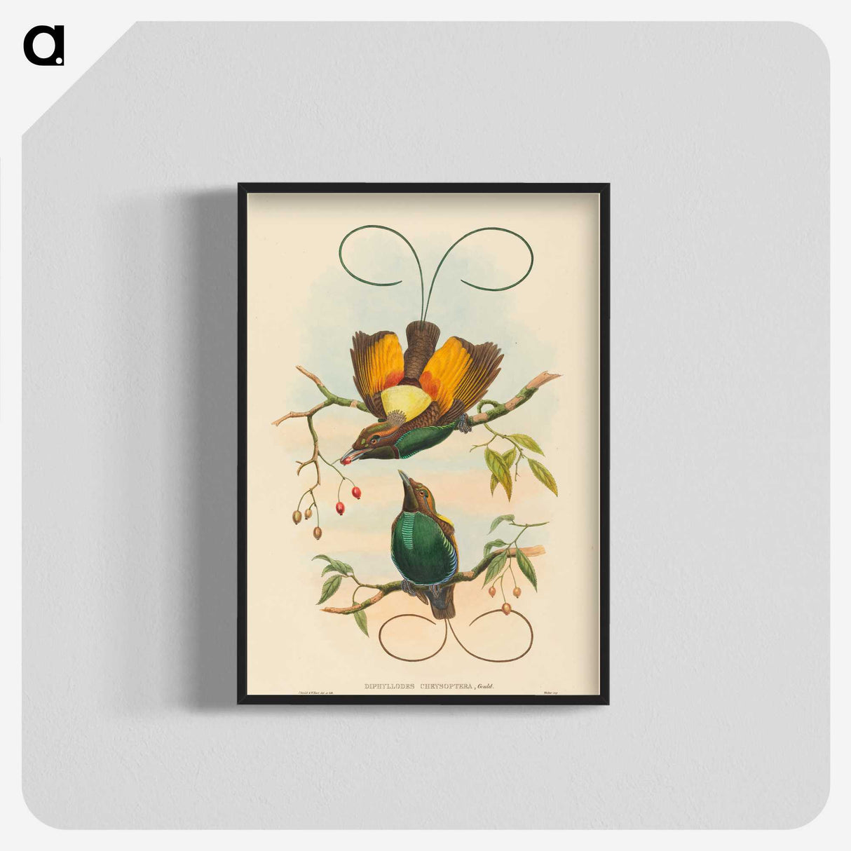 2-2_John-Gould_blk-crop
