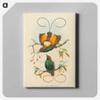 2-2_John-Gould_canvas