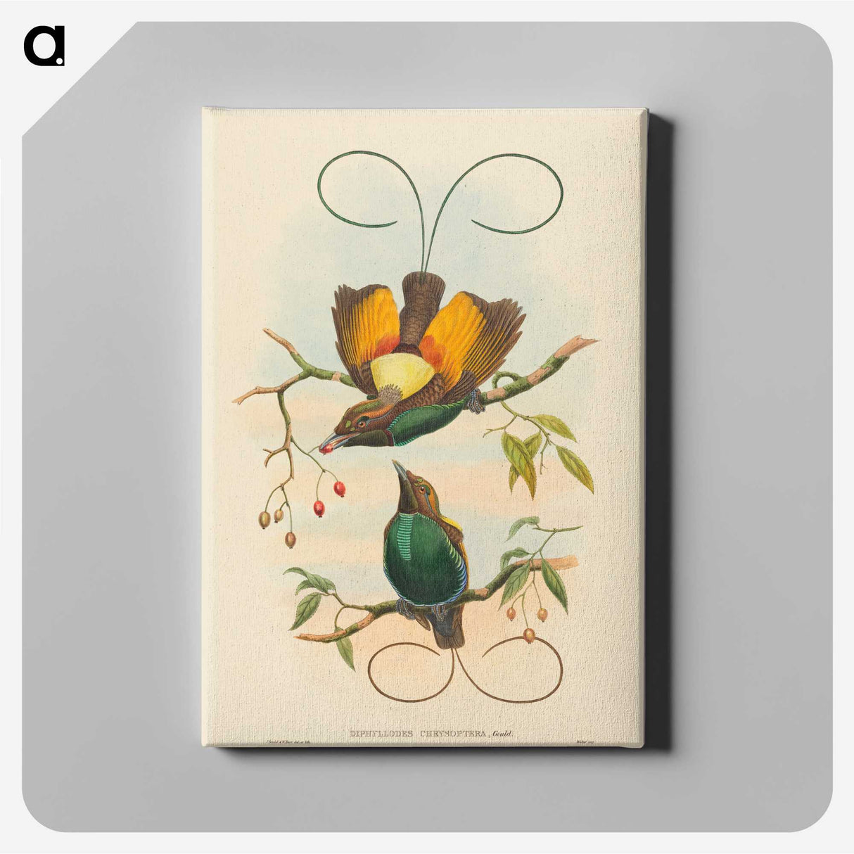 2-2_John-Gould_canvas
