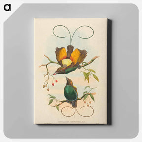 アートパネル-Magnificent Bird of Paradise
 - ジョン グールド Canvas.