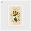 アートポストカード-Magnificent Bird of Paradise
 - ジョン グールド Postcard.