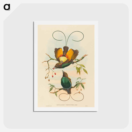 アートポストカード-Magnificent Bird of Paradise
 - ジョン グールド Postcard.