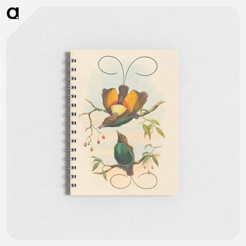 Magnificent Bird of Paradise
 - ジョン グールド Memo.