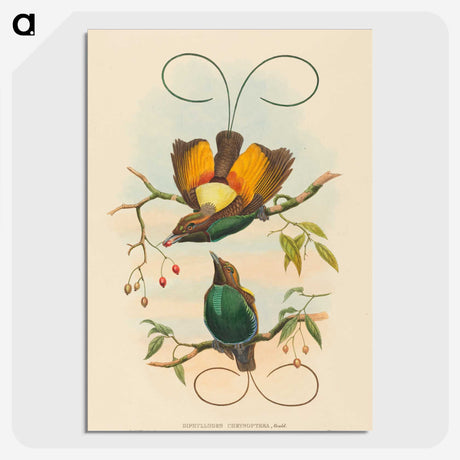 2-2_John-Gould_picture-crop