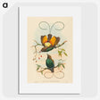 2-2_John-Gould_picture