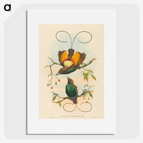 2-2_John-Gould_picture