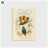 アートポストカード-Magnificent Bird of Paradise
 - ジョン グールド Postcard.