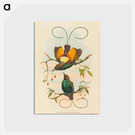 アートポストカード-Magnificent Bird of Paradise
 - ジョン グールド Postcard.
