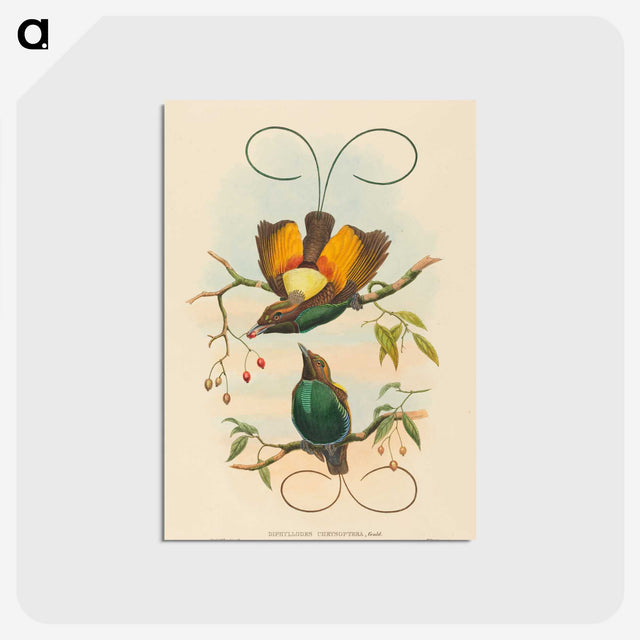2-2_John-Gould_postcard