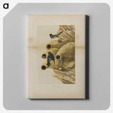 2-2_John-James-Audubon_canvas