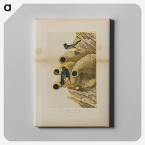 2-2_John-James-Audubon_canvas