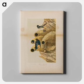 アートパネル-Cliff Swallows
 - ジョン ジェームス オーデュボン Canvas.