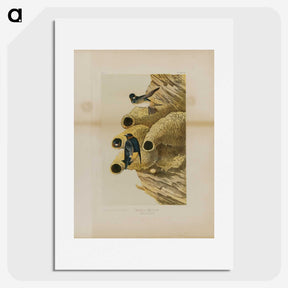 2-2_John-James-Audubon_picture