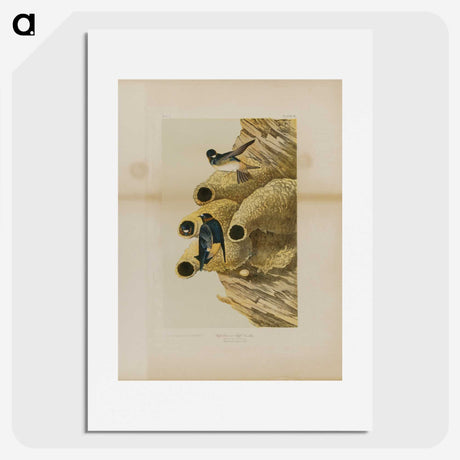 2-2_John-James-Audubon_picture