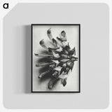 2-2_Karl-Blossfeldt_blk-crop