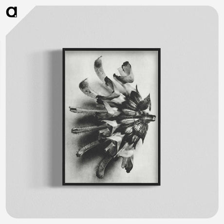 2-2_Karl-Blossfeldt_blk-crop