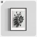 2-2_Karl-Blossfeldt_blk