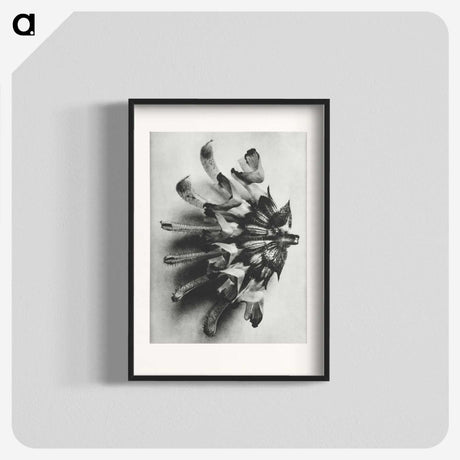 2-2_Karl-Blossfeldt_blk
