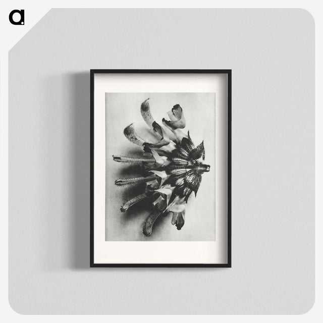 2-2_Karl-Blossfeldt_blk